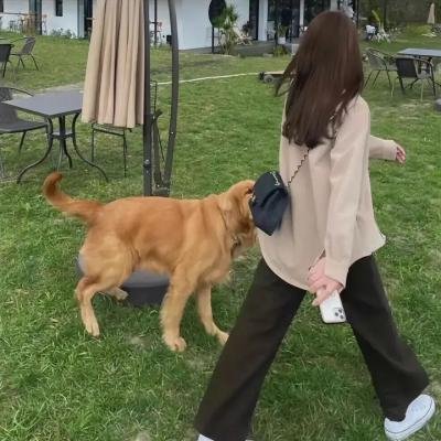 摩登女婿